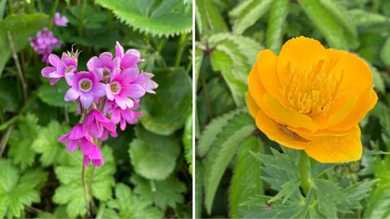 礼文島で出会った花