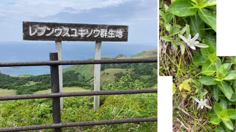 礼文島のレブンウスユキソウ群生地