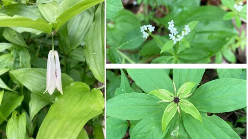 利尻島で出会った花々