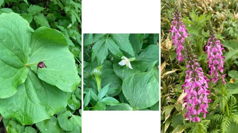 礼文島で出会った花々