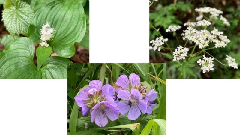 利尻島で出会った花々