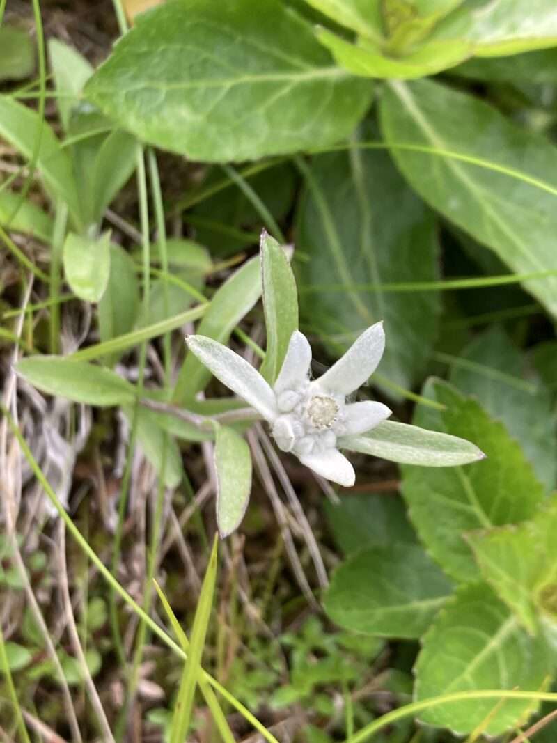 高山植物レブンウスユキソウ