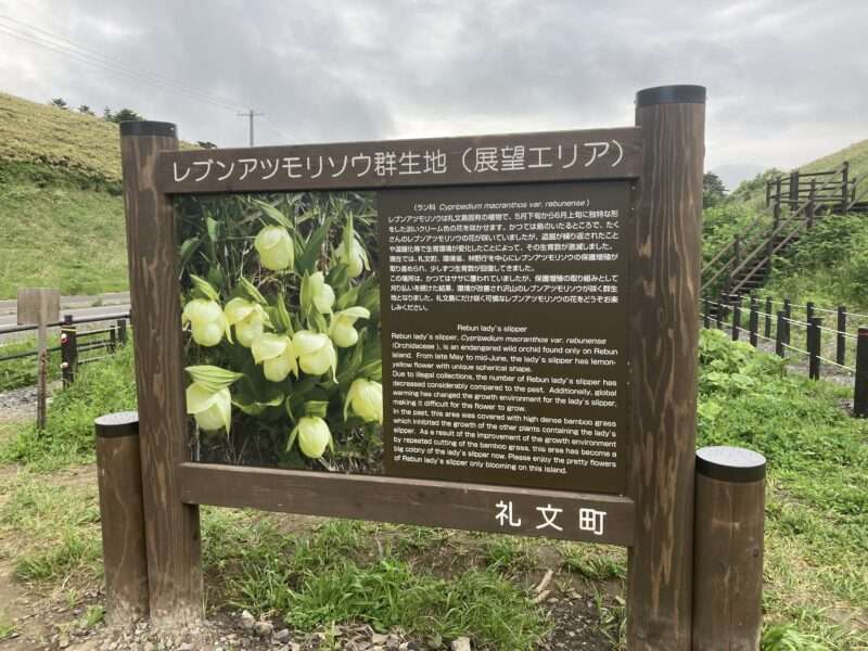 礼文島のレブンアツモリソウ群生地