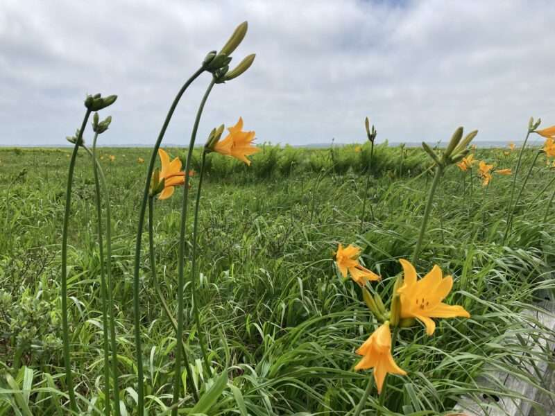 北海道稚内サロベツ原生花園の黄色い花