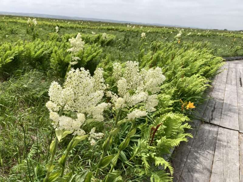 北海道稚内サロベツ原生花園