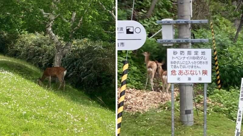 北海道稚内公園で出会った鹿