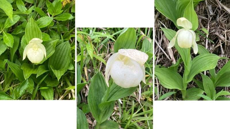 礼文島のレブンアツモリソウ