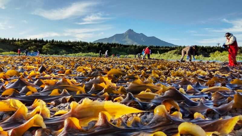 利尻島の利尻昆布の天日干し