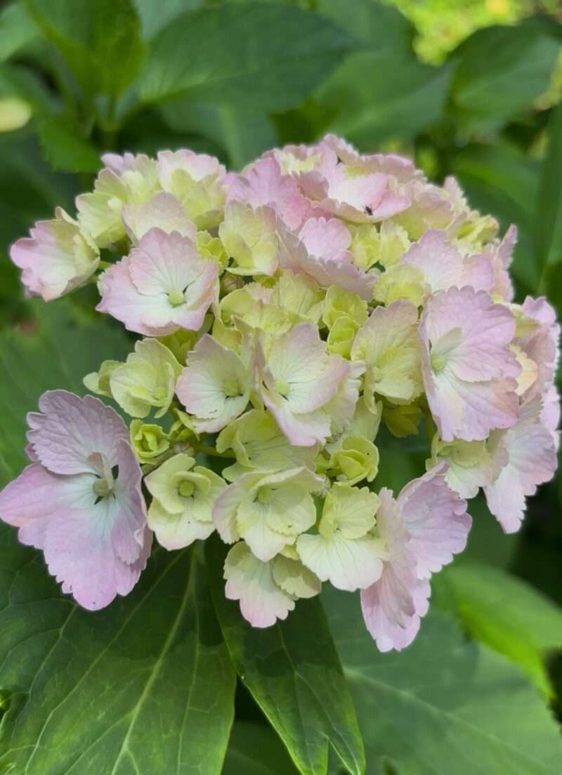 小野池あじさい公園のピンクの紫陽花
