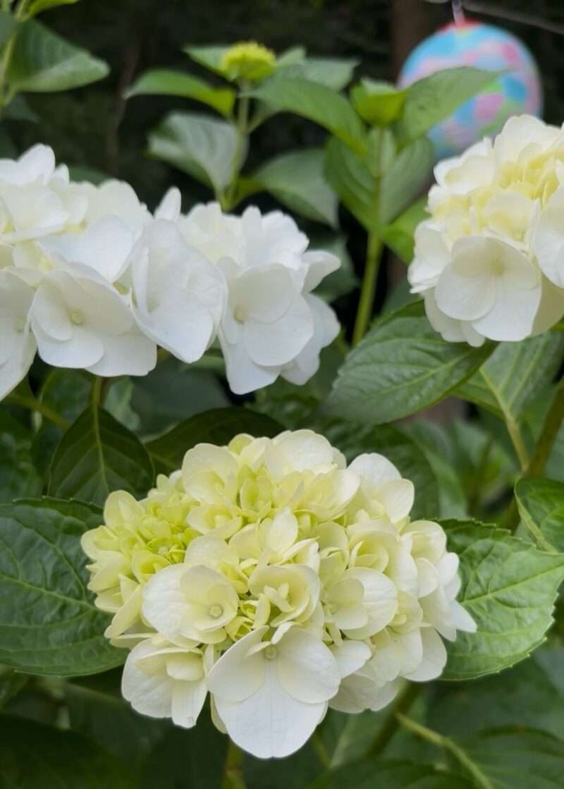 小野池あじさい公園の白いあじさい