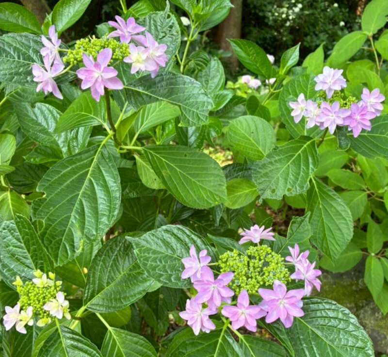 ピンクの紫陽花