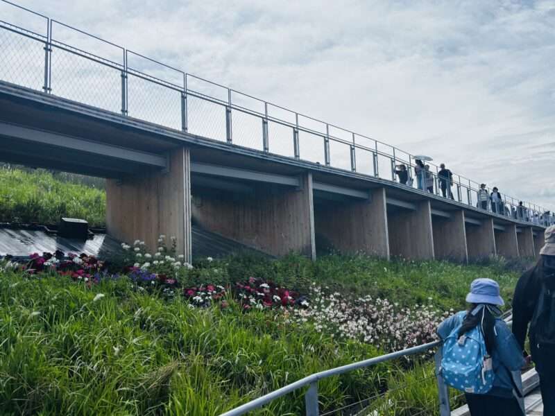 大阪万博２０２５の大屋根リングの上にあるお花