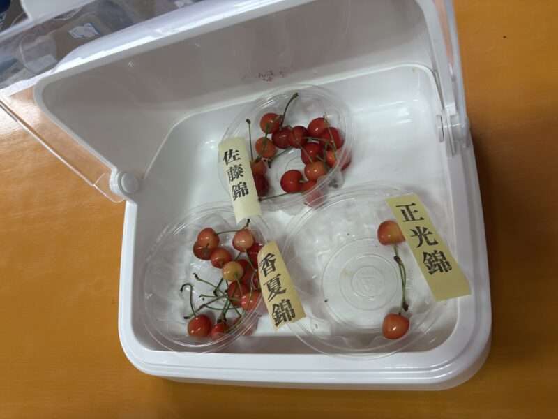 さくらんぼ３種類の試食