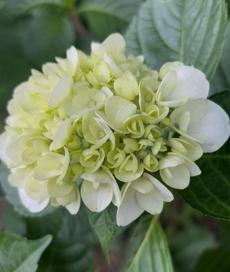 白いブーケのような紫陽花