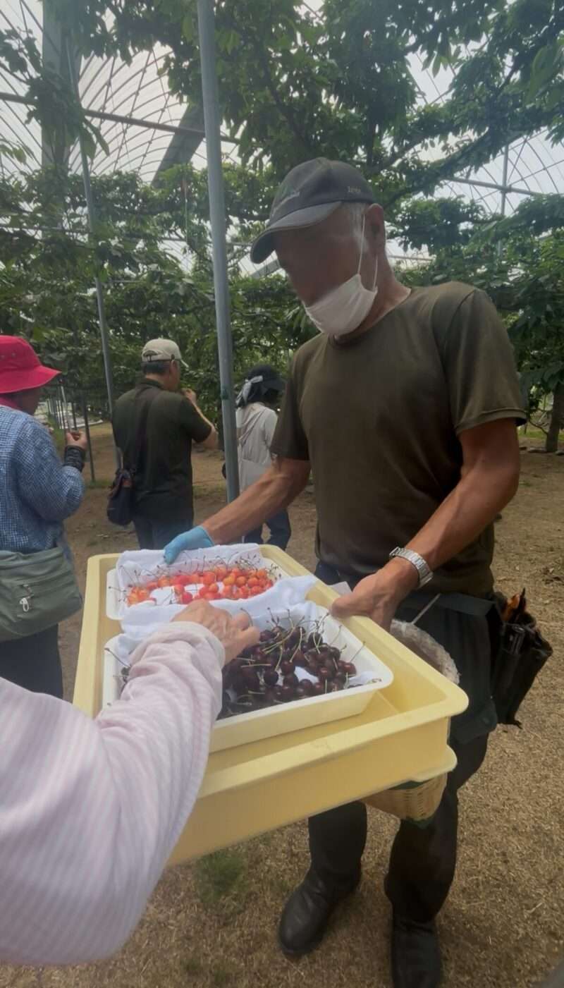 さくらんぼを配ってくれる果樹園スタッフ