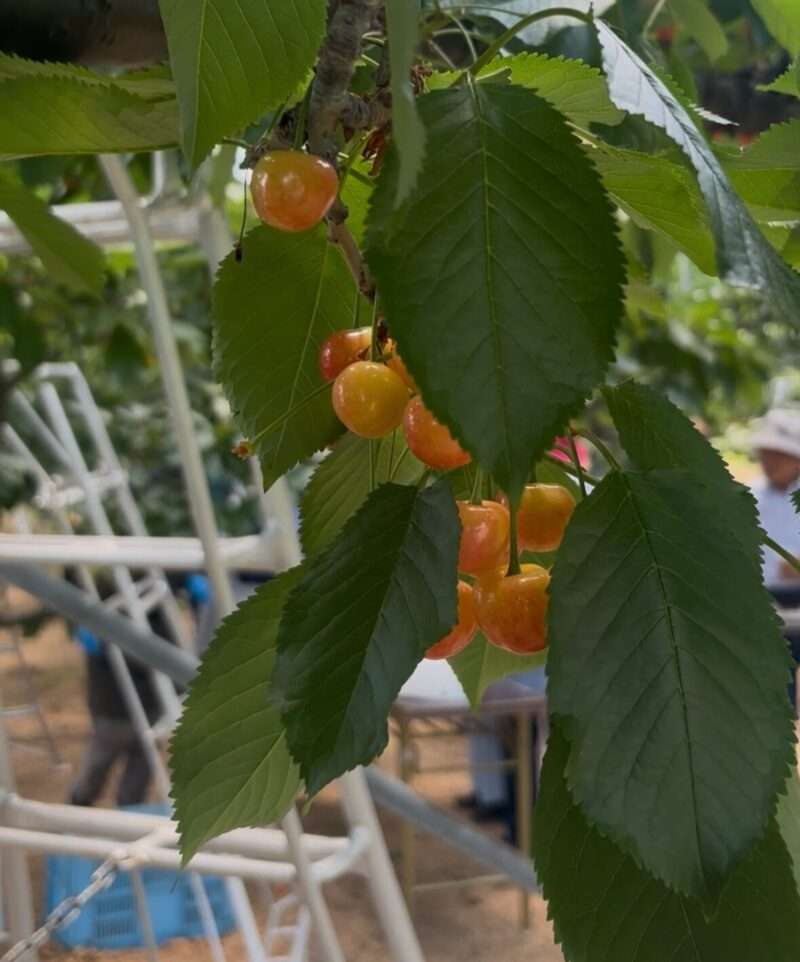 さくらんぼ狩りのさくらんぼと脚立