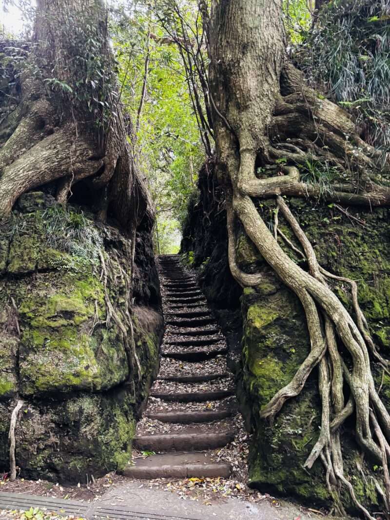 伊豆大島の泉津（せんづ）の切通しの写真