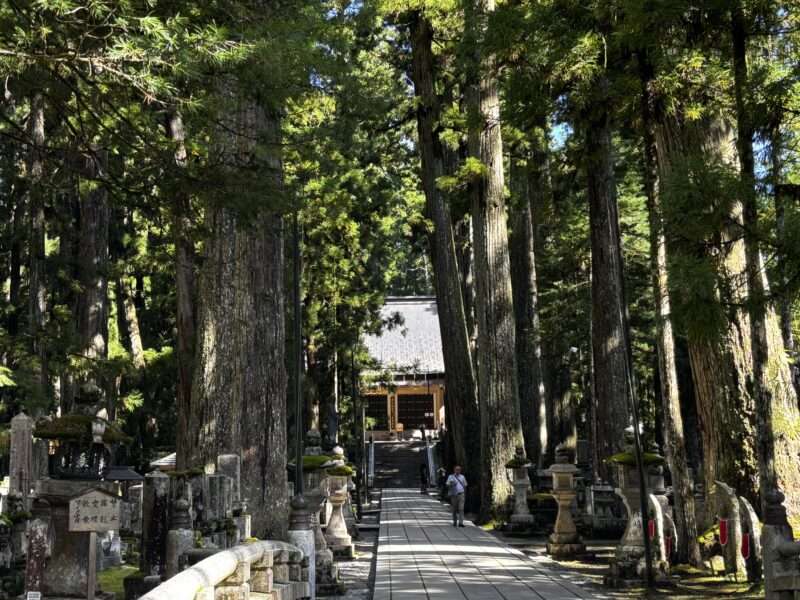 高野山奥の院の杉並木