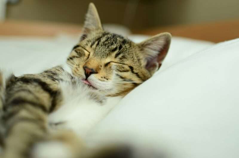 猫がベッドで寝ている写真