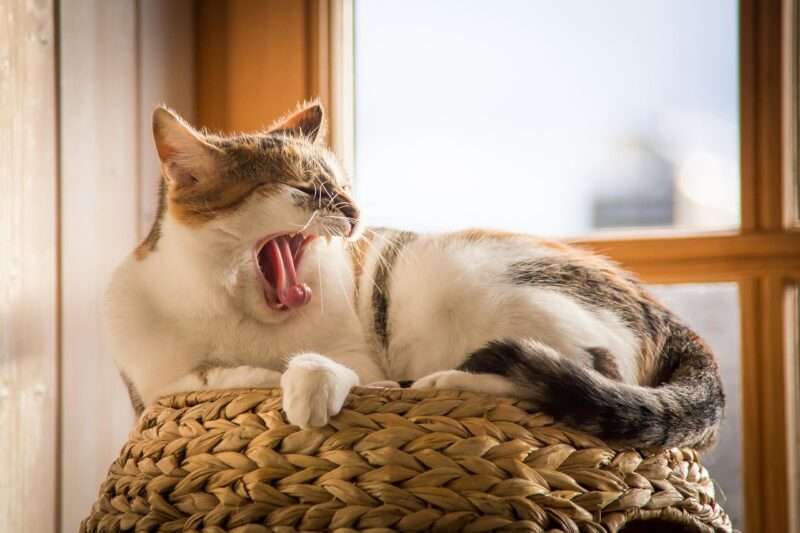 猫があくびをしている写真