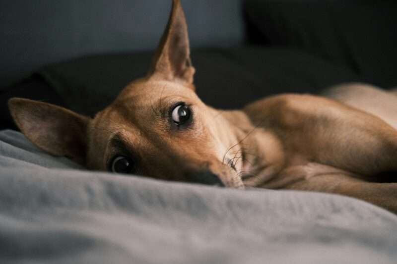 犬がベッドの上で眠れない写真