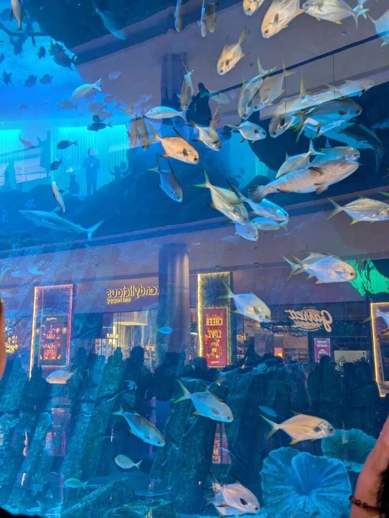 ドバイモールの水族館大水槽