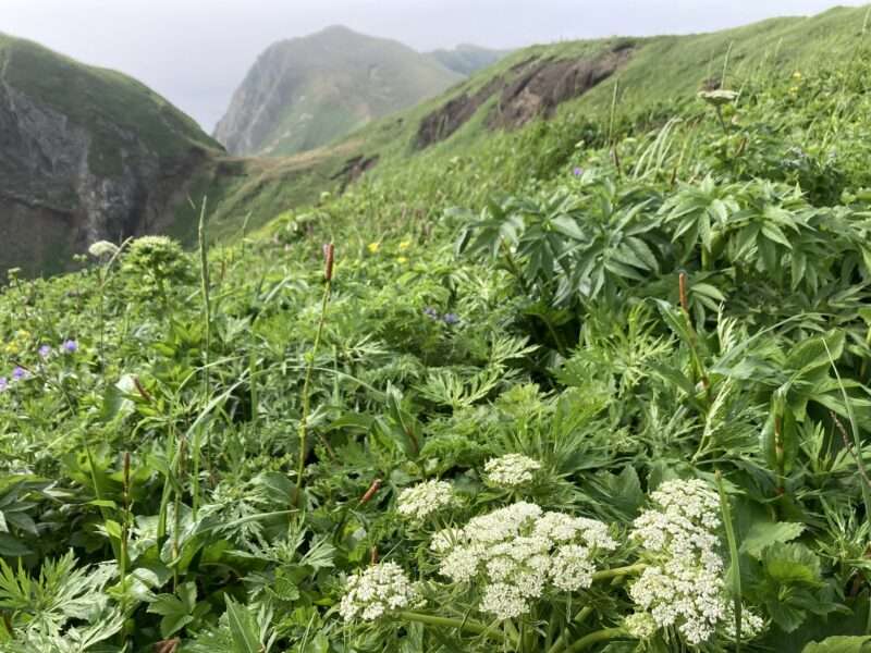 礼文島ハイキング