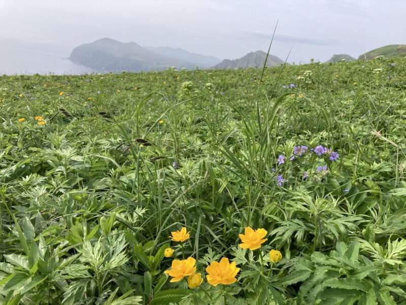 礼文島ハイキング