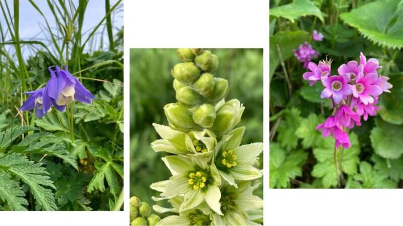 桃岩コースのお花