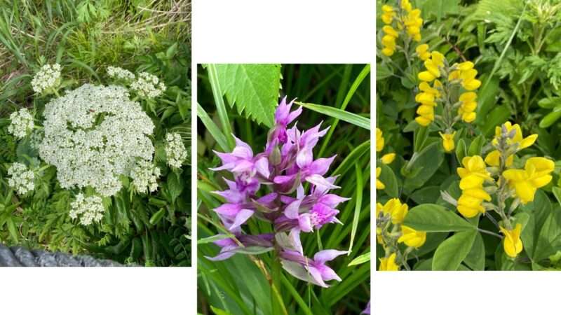 桃岩コースのお花