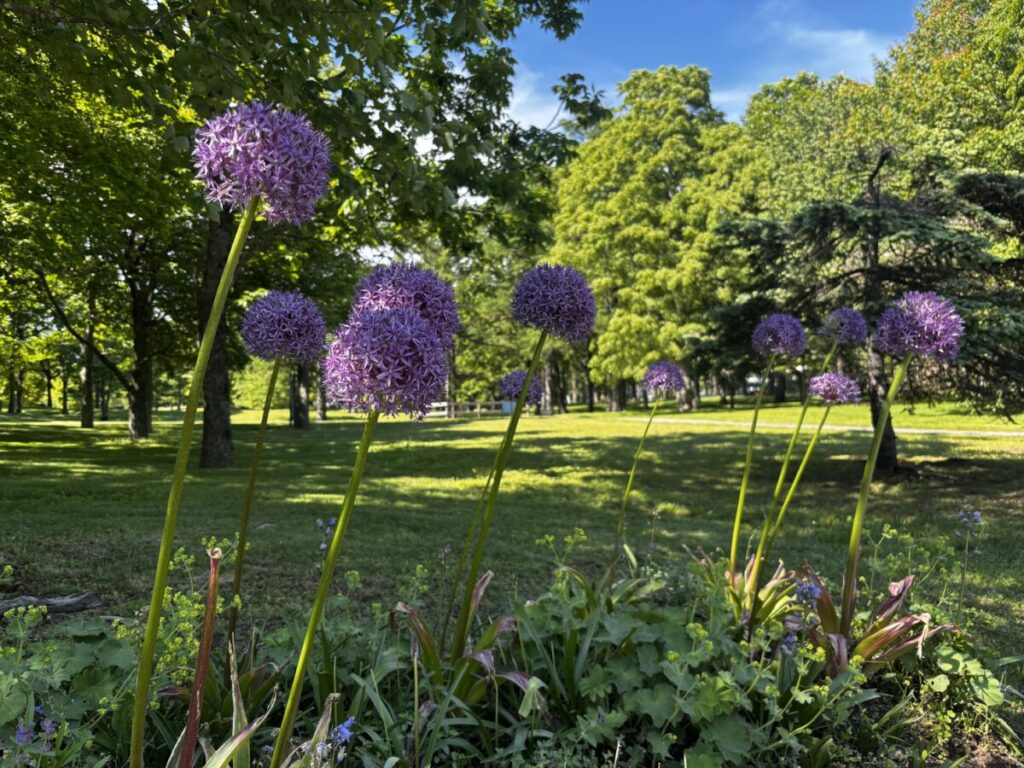 ノーザンホースパークの敷地内に咲く球状の紫色の花と木漏れ日が差す芝生の園内