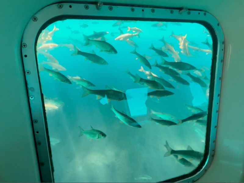 支笏湖の水中観光船の窓から見える魚の群れ