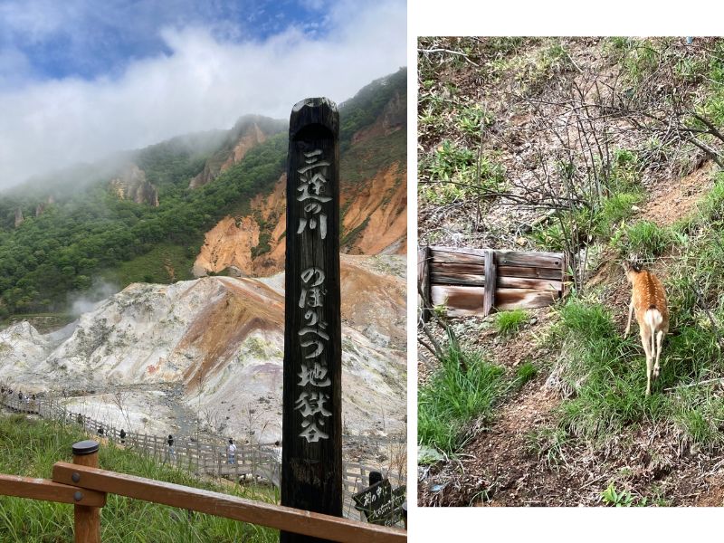 「三途の川 のぼりべつ地獄谷」の標柱と、遊歩道脇の斜面に現れたエゾシカ